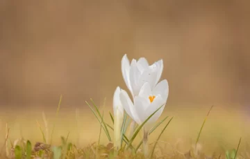 Vítání jara v Domově důchodců